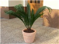 Cycas revoluta